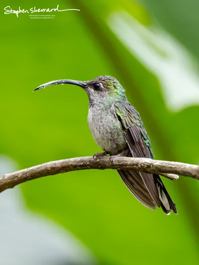 Hummingbirds of Costa Rica